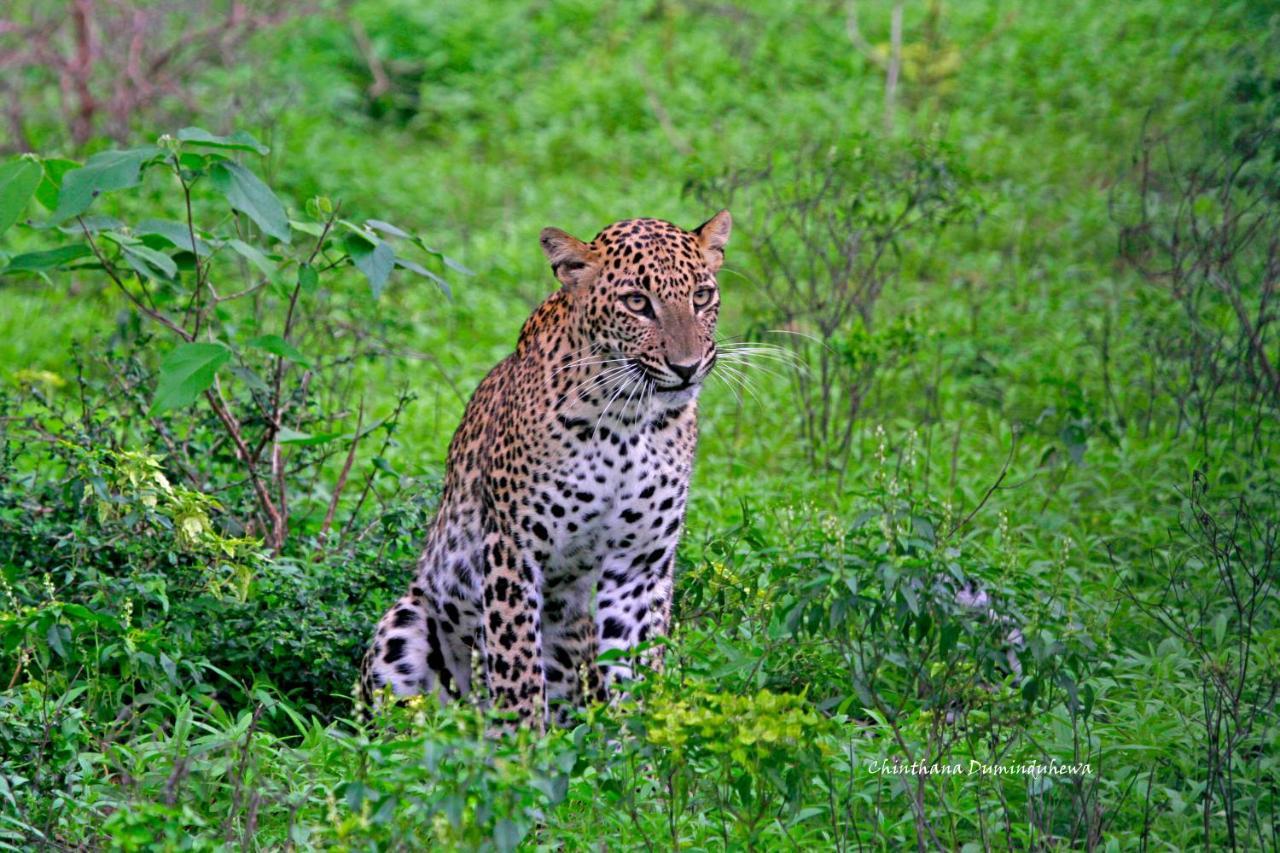 The Yala Adventure Hotel Tissamaharama Luaran gambar